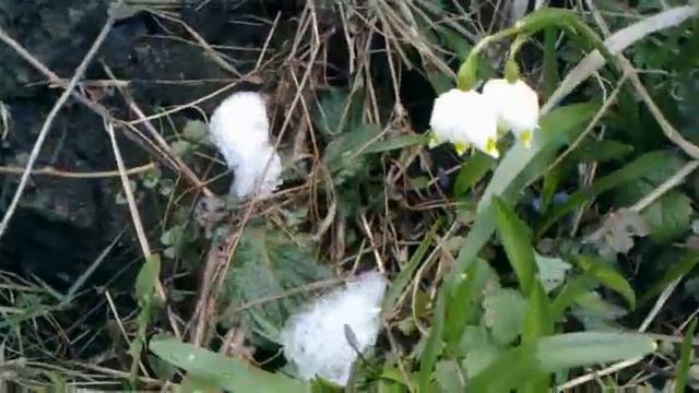 Белые крокусы (шафран), синие пролески, белоцветы весенние смотреть онлайн