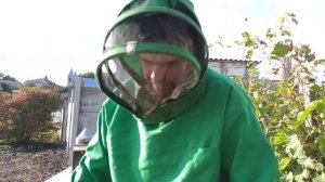 Подсадка матки пчелам в клеточке Осенью. Замена маток на пасеке осенью