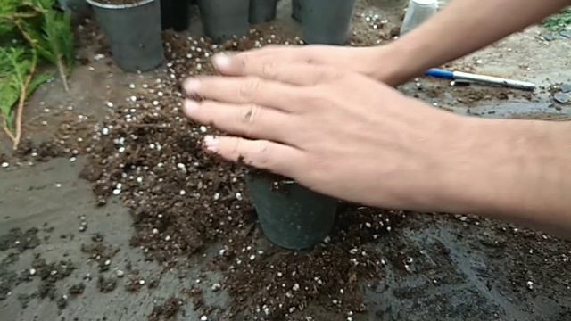 Осеннее черенкование туи и можжевельника смотреть онлайн