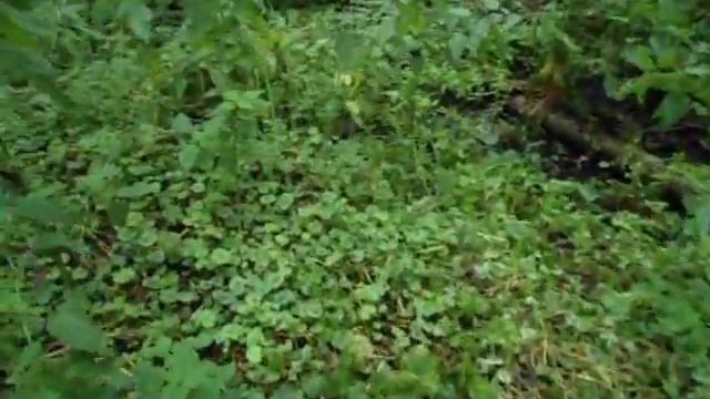 Поиск клада на старой водяной мельнице. смотреть онлайн