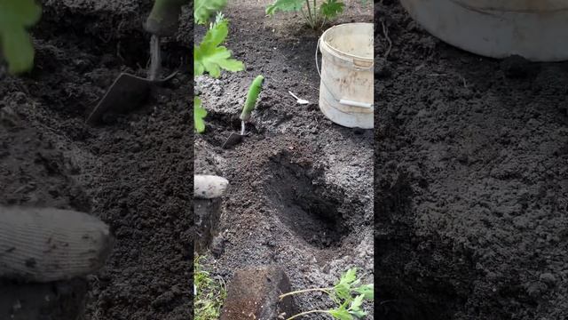 Посадка хризантемы в июле смотреть онлайн
