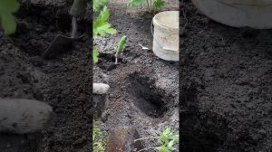 Посадка хризантемы в июле
