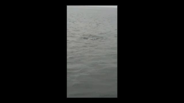 Крупная щука на спининг. Плещеево озеро / Great pike in Russia смотреть онлайн