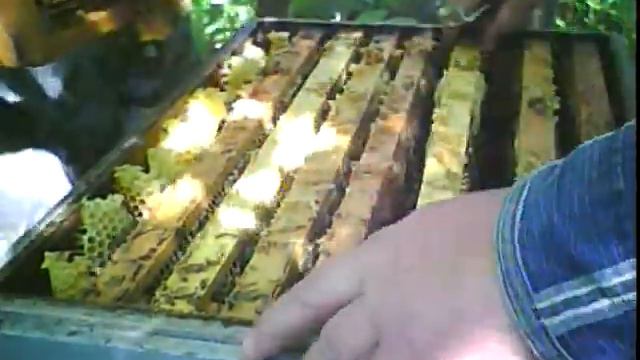 О многокорпусном ( контрольный улей 2) смотреть онлайн