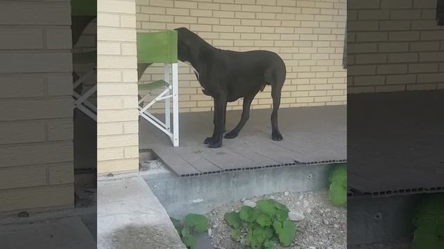 Булли-Кутта смотреть онлайн