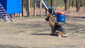 Профессиональная тренировка собак.