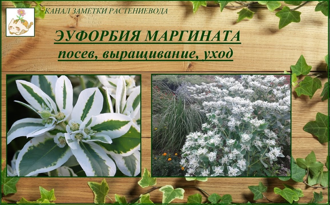 Эуфорбия маргината (молочай окаймленный) выращивание, растение для ленивого цветника смотреть онлайн