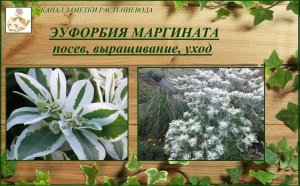 Эуфорбия маргината (молочай окаймленный) выращивание, растение для ленивого цветника