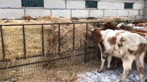 Уличное беспривязное содержание КРС!!!