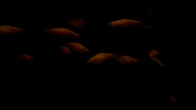Футаж плавающие рыбки /Footage swimming fish смотреть онлайн