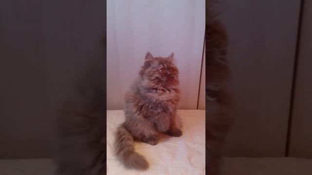 Британская длиношерстная циннамон смотреть онлайн
