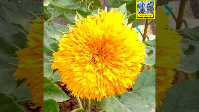 🌟🌻Teddy Bear Sunflower!🌻Le Tournesol 'Teddy Bear'!🌻Helianthus annuus 'Teddy Bear' смотреть онлайн