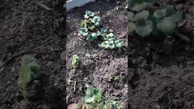 Клубника ( КРАСНОЯ ШАПОЧКА)))) смотреть онлайн