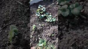 Клубника ( КРАСНОЯ ШАПОЧКА))))