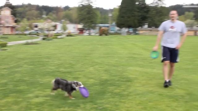 Mini Aussie Shepherd Chopper Flip & Launch Training смотреть онлайн