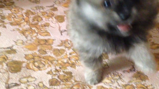 Маленький шпиц Маркус настоящий охотник! Little Pomeranian Marcus is a real hunter! смотреть онлайн