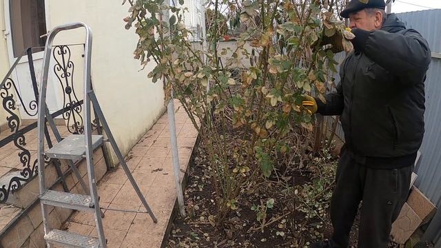 Троянда плетиста. Особливості обрізки. смотреть онлайн