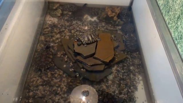 Большие черепахи в аквариуме смотреть онлайн
