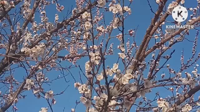 Заморозки в Крымском парке. Последний день марта.Влог. смотреть онлайн