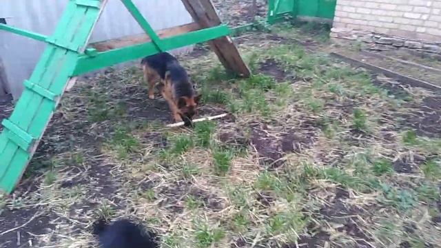 Ризеншнауцер и Немецкая овчарка. Игры. смотреть онлайн