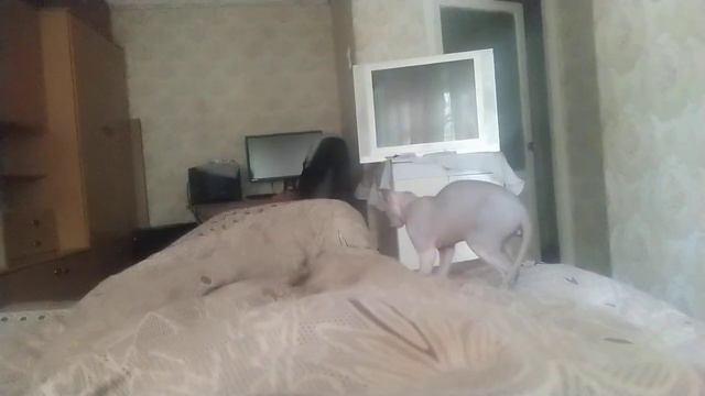 мой милый котик :3 смотреть онлайн