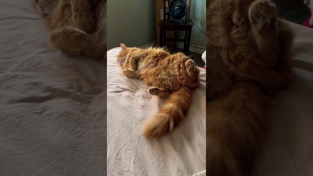 Ginger really 🙀☺️ смотреть онлайн