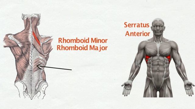 Muscles Song - Study Songz - 75 muscles of the skeletal system смотреть онлайн