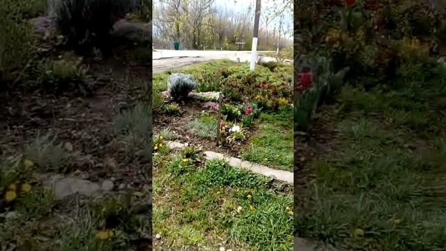 VID 20200421 122457 мои цветы-лакфиоль.. смотреть онлайн