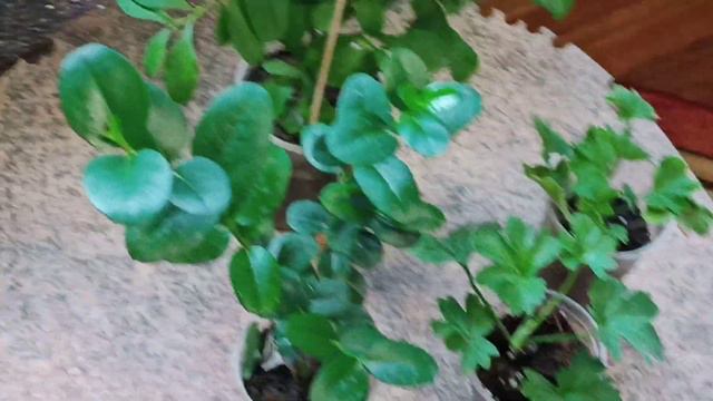 Комнатные цветы. Мои новинки. Хвастаюсь покупками смотреть онлайн