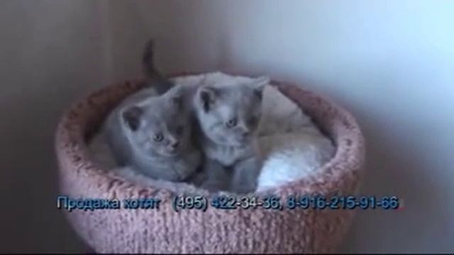 Британские котята - Питомник WONDERFLEUR*Ru, Москва смотреть онлайн