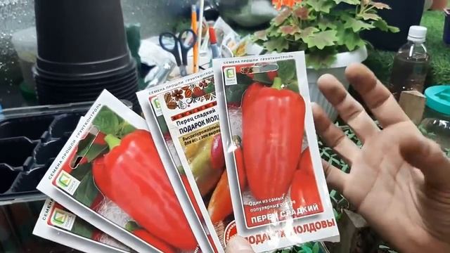 Поливайте правильно рассаду Перца и Томатов. смотреть онлайн