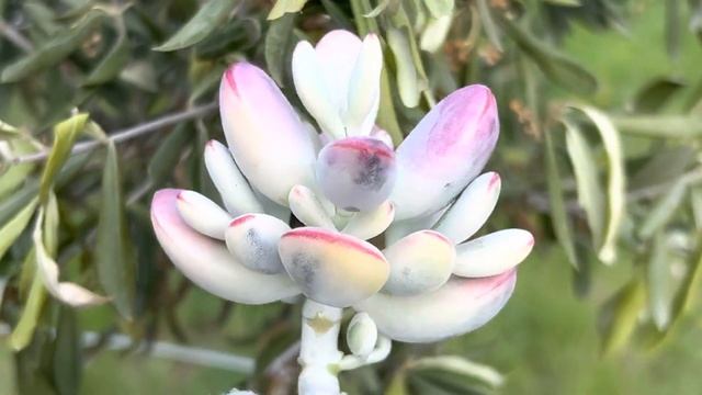 Cotyledon Orbiculata cv Oophylla Variegata