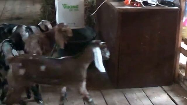 Танго маленьких нубийцев смотреть онлайн