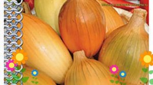 Лук репчатый Пингвин (Лук репчатый). Краткий обзор, описание характеристик, где купить семена álliu