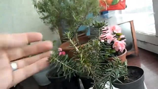 Азалия, розы и корейская пихта. смотреть онлайн