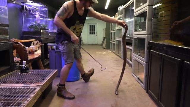 SNAKE WITH THE WORLD’S LONGEST FANGS!!! смотреть онлайн