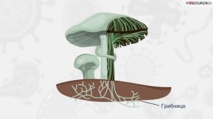 Бактерии. Простейшие. Грибы и лишайники