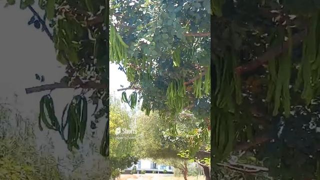 Кипр, Лимасол, дерево Кероб с плодами, из них кофе делают и шоколад