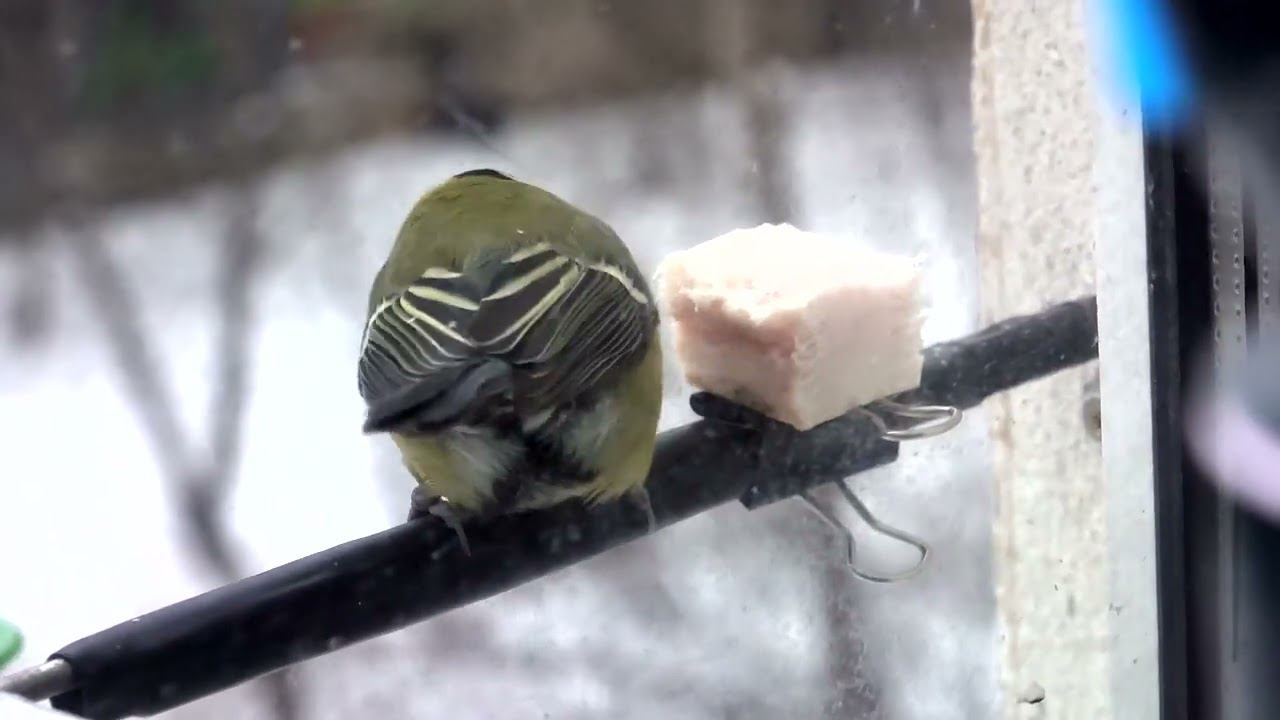 Кормушка (28.01.2024) смотреть онлайн