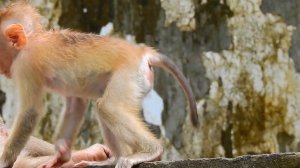 OMG ! Libby Tries to Ca_tch Baby Leo's Feet...Not Allow Him Escape From Her | Tree Monkeys EP 207