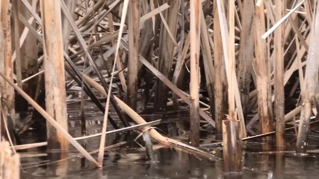 КАРАСЬ ПРОСЫПАЕТСЯ!!! Ловля КАРАСЯ на ПОПЛАВОК смотреть онлайн