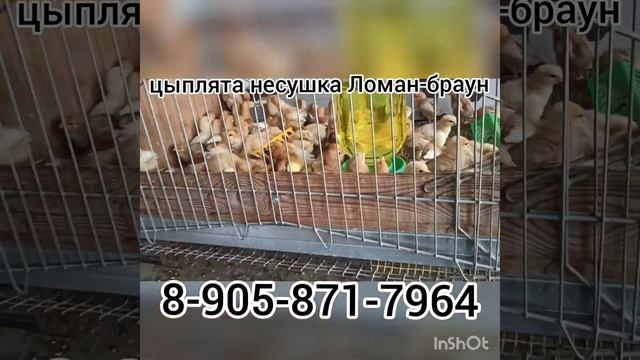 Куры-молодки и цыплята Ломан-браун смотреть онлайн