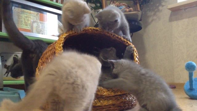 Котята. Британцы. смотреть онлайн