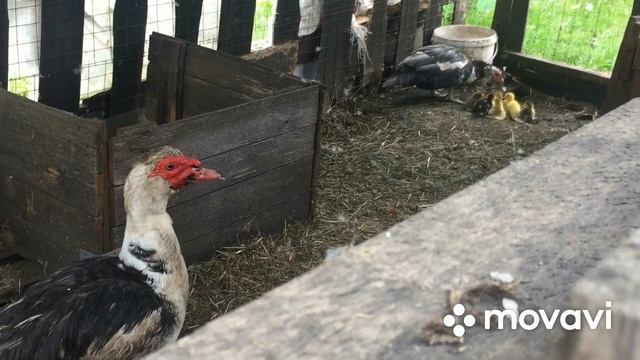 Первые дни жизни утят в загоне с взрослой птицей/Селезень опекает потомство/Наша помощь не нужна смотреть онлайн