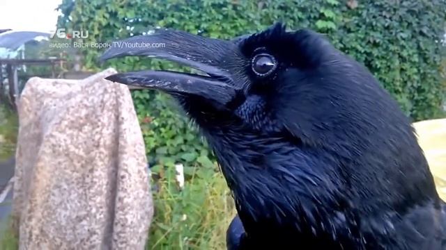 Говорящий ворон Вася смотреть онлайн