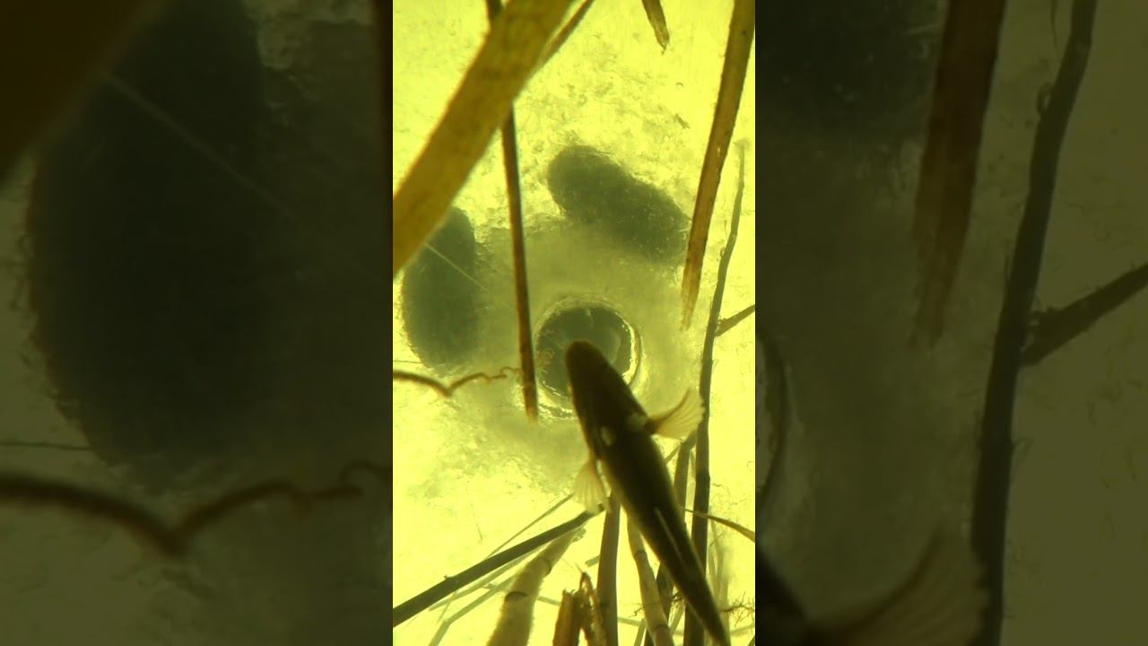 Съëмка под водой Рыба была, но я не знал смотреть онлайн