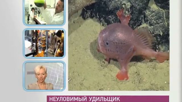 Уникальная рыба смотреть онлайн