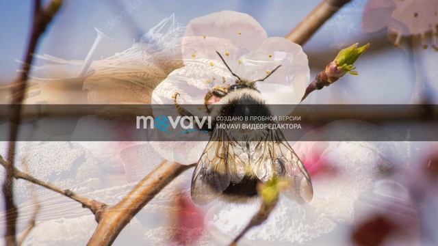 Когда цветет черемуха... смотреть онлайн