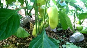 Сладкий перец Сибирский князь от Ольги Черновой