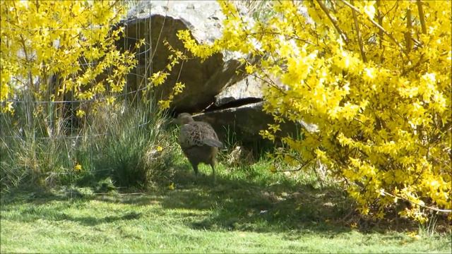 Common pheasant male and hen passing our forsythia смотреть онлайн